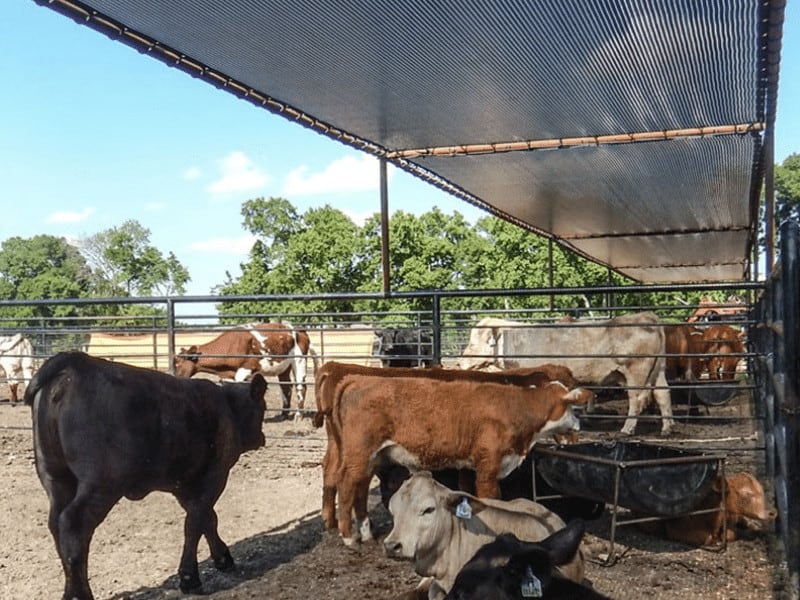 أشعة الشمس الظل المعاوضة