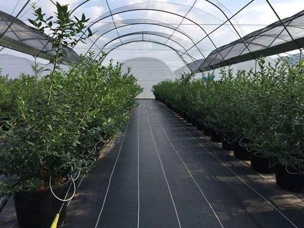 غطاء أرضي بلاستيكي