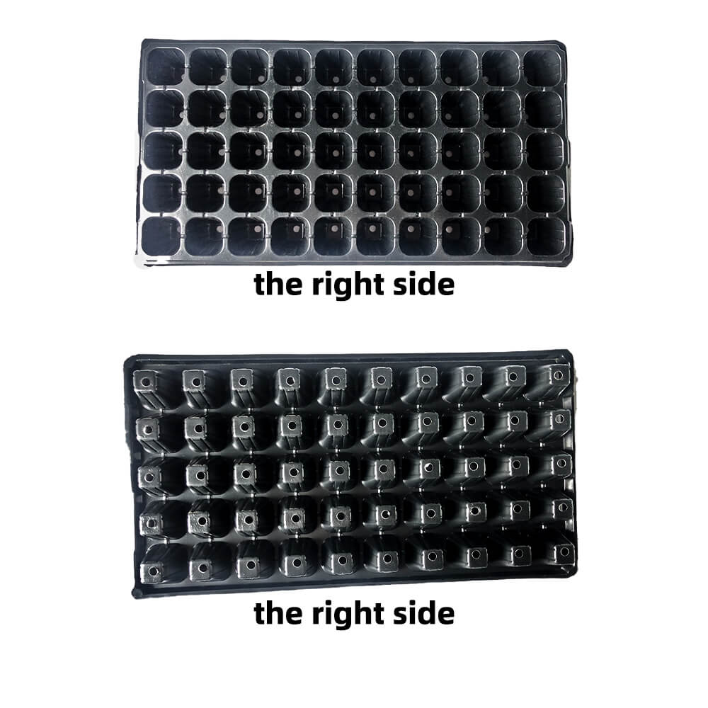 نبتة البذور إنبات الخضروات زهرة النمو صينية صينية شتلات حديقة