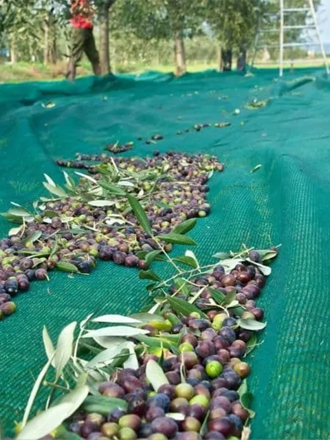 شبكة الزيتون