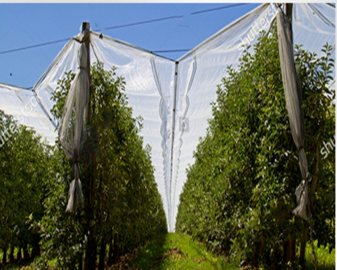 قماش البرد بالقرب مني