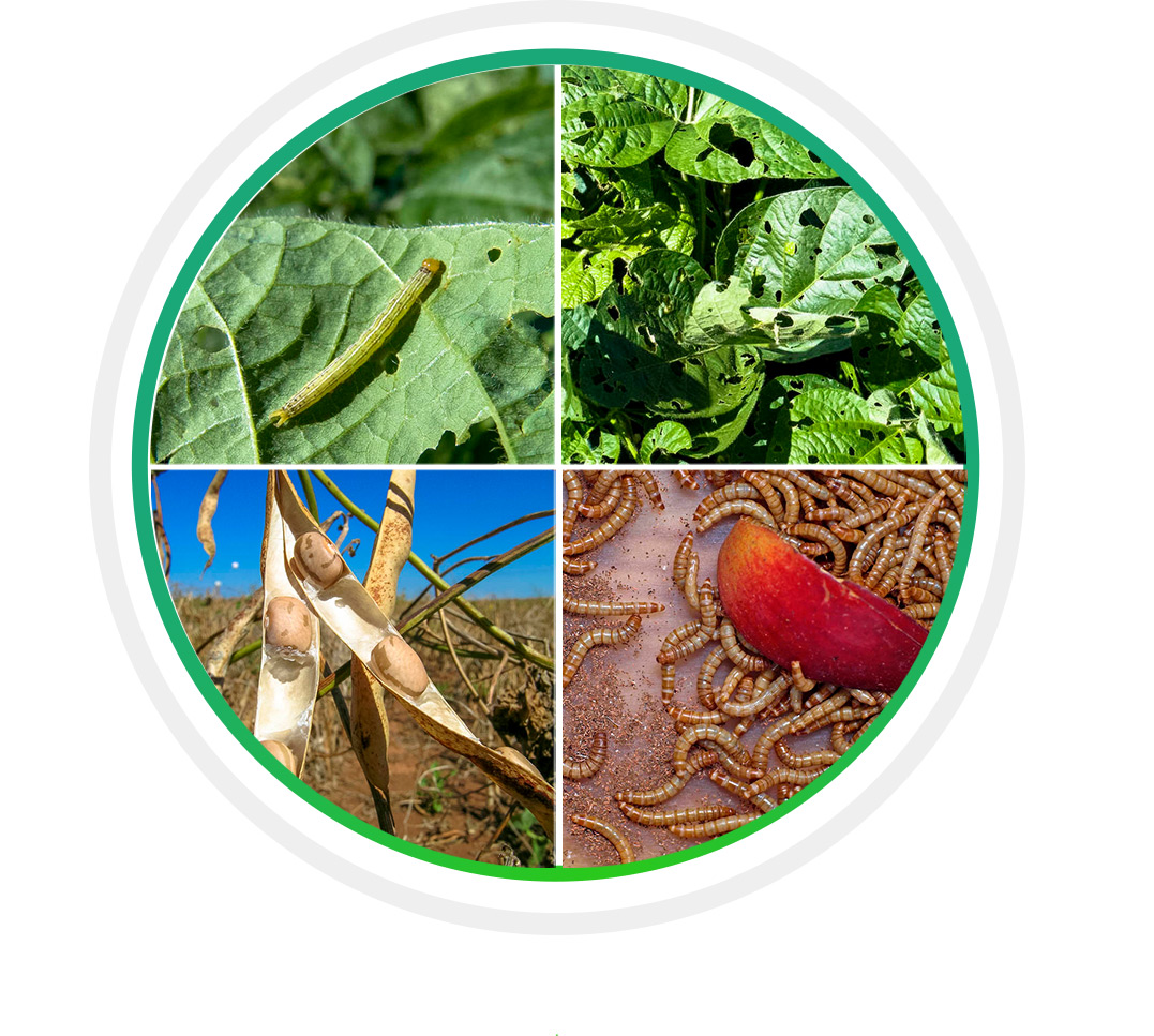 شبكة الحشرات 3