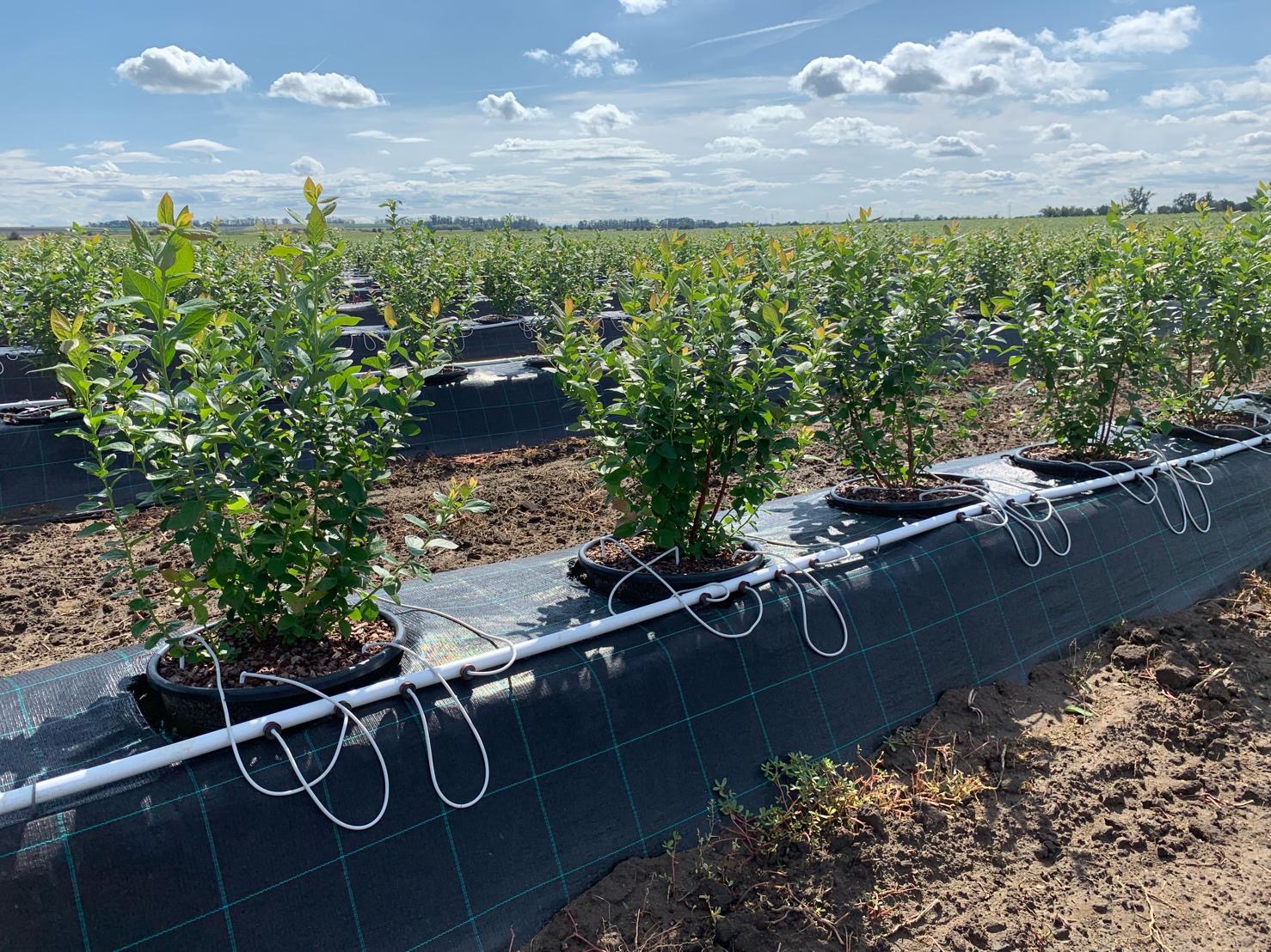 نسيج الغطاء الأرضي