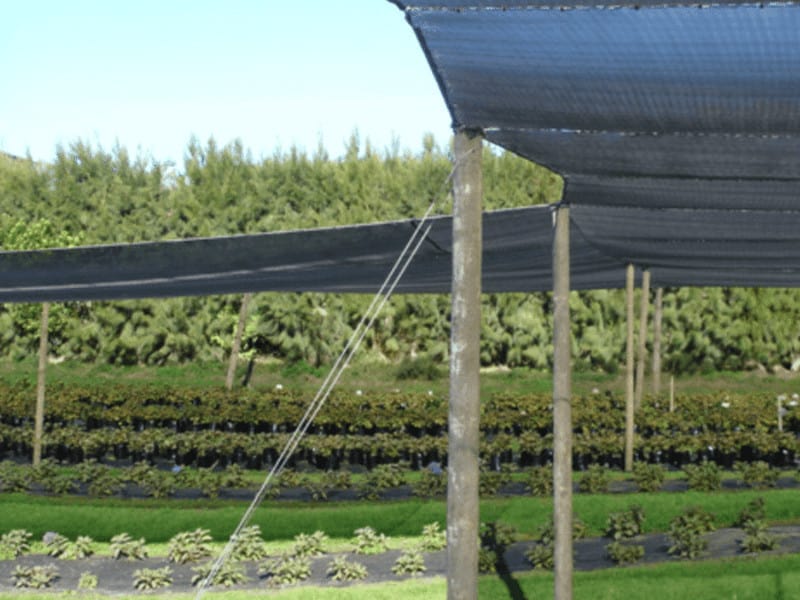 الشبكة الخضراء للحديقة