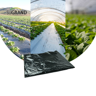 سعر المصنع الرخيص فيلم Black Plastic Mulch Biodechgedable UV Film for Agricultural