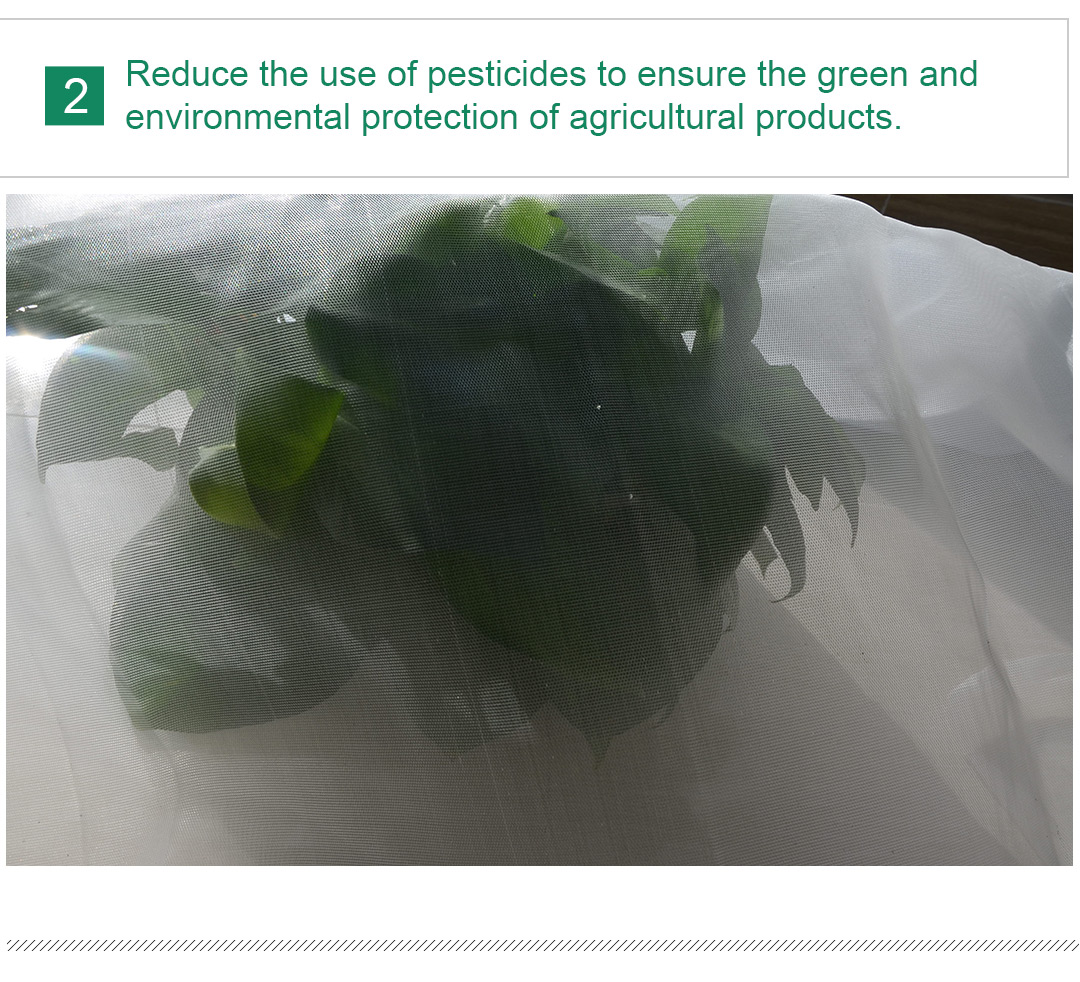 شبكة الحشرات 6