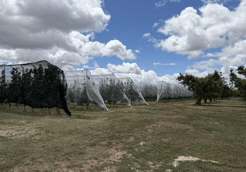 حائل المعاوضة كروم العنب