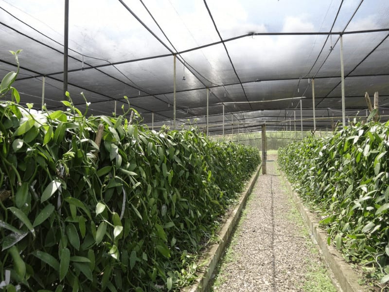 شبكة الظل الأخضر