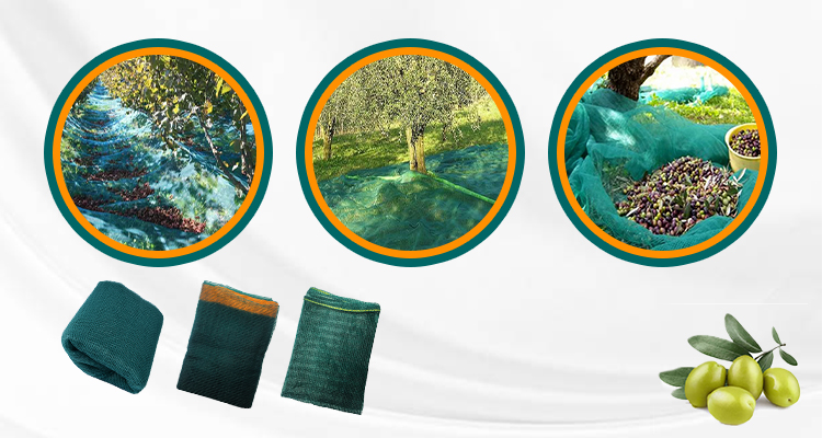 إمدادات شبكة الزيتون